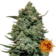 Cookies Kush - Barney's Farm